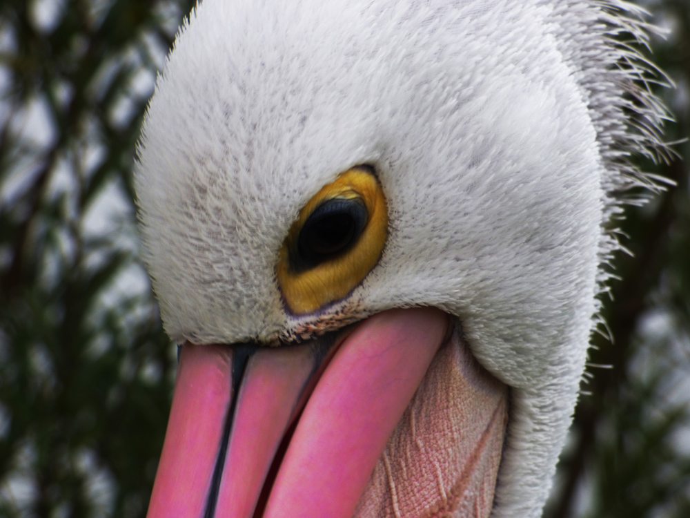 P1000853b