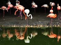 Parc des oiseaux