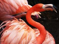 Parc des oiseaux