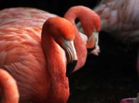 Parc des oiseaux