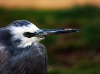 Parc des oiseaux