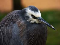 Parc des oiseaux