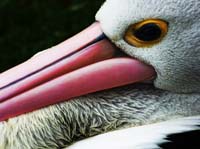 Parc des oiseaux