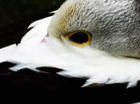 Parc des oiseaux