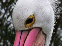 Parc des oiseaux