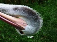 Parc des oiseaux