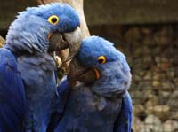 Parc des oiseaux