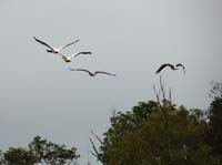 Parc des oiseaux