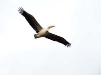 Parc des oiseaux
