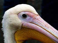 Parc des oiseaux