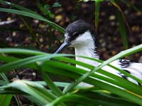 Parc des oiseaux