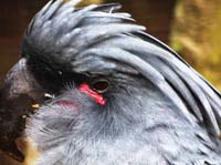 Parc des oiseaux
