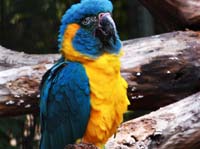 Parc des oiseaux