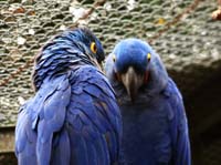 Parc des oiseaux