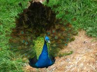 Parc des oiseaux