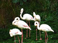 Parc des oiseaux