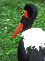 Parc des oiseaux
