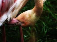 Parc des oiseaux