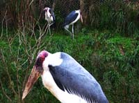 Parc des oiseaux