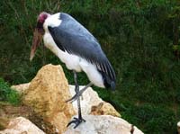 Parc des oiseaux