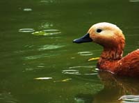 Parc des oiseaux