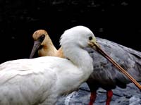 Parc des oiseaux