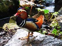 Parc des oiseaux