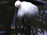 Parc des oiseaux