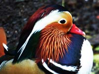 Parc des oiseaux