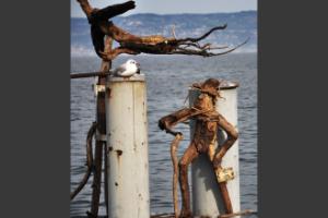 invasion de flottins sur Evian