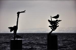 invasion de flottins sur Evian